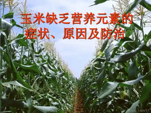 玉米缺乏营养元素的症状及原因