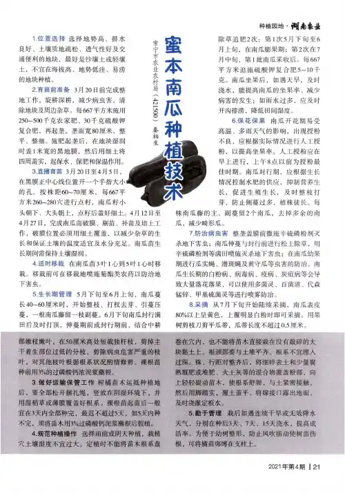 蜜本南瓜种植技术