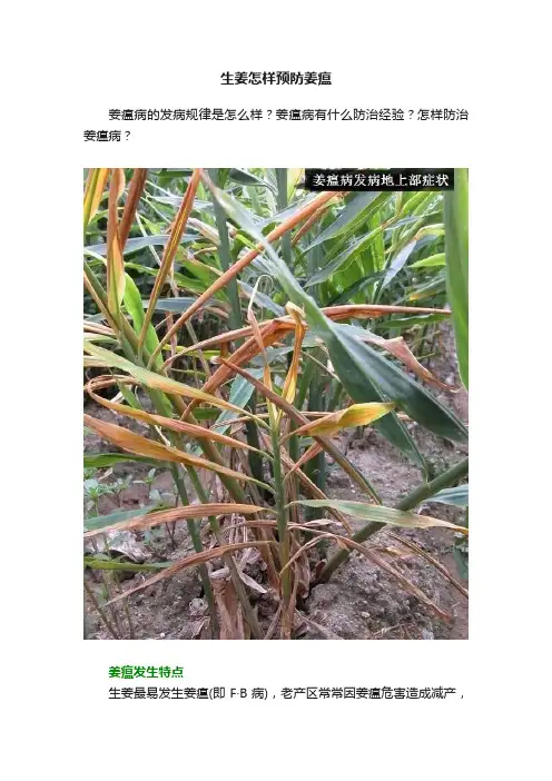 生姜怎样预防姜瘟