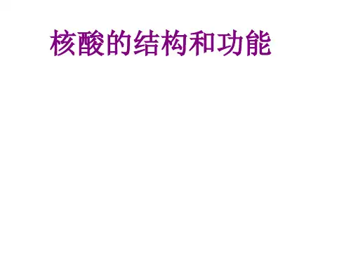 核酸的结构和功能