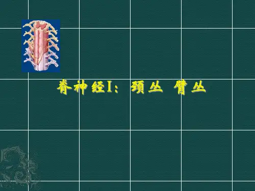 中医学  脊神经1颈臂丛