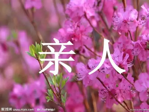 《再见了亲人》PPT课件