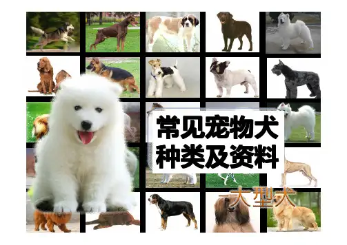 常见宠物犬种类及资料-大型犬