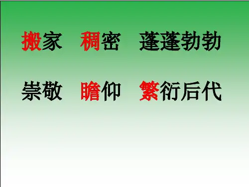 宋庆龄故居的樟树2