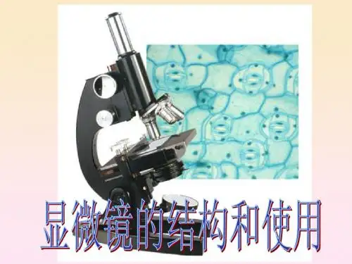 实验一显微镜的结构和使用