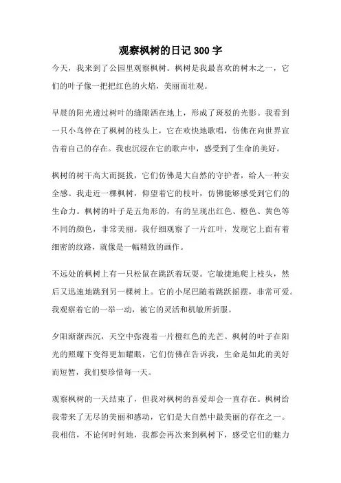 观察枫树的日记300字