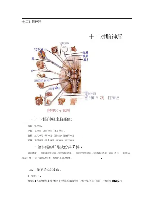 十二对脑神经(附图)