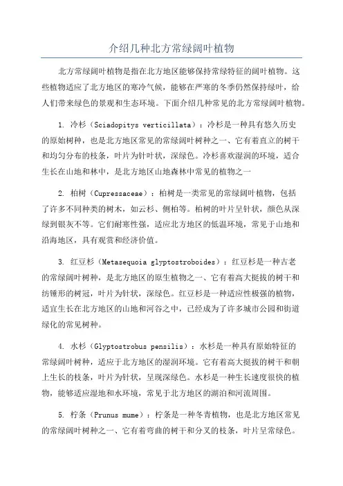 介绍几种北方常绿阔叶植物