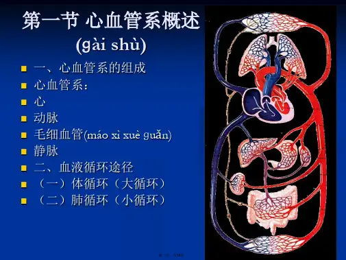 人体解剖学脉管系统-动脉系统教学内容
