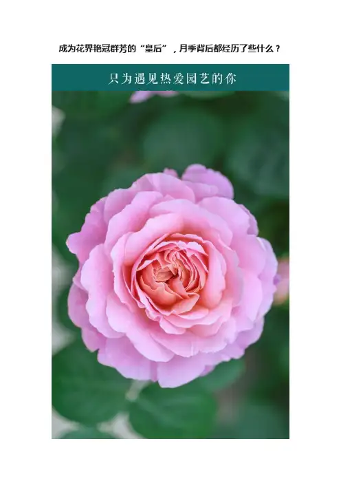 成为花界艳冠群芳的“皇后”，月季背后都经历了些什么？