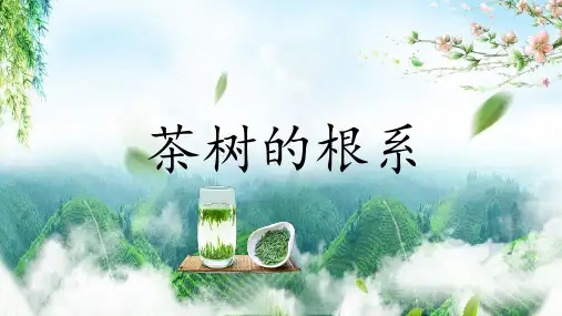 茶树栽培生物学基础—茶树植物学的特性特征(茶树栽培管理课件)