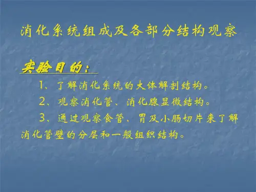 消化系统组成及各部分结构观察