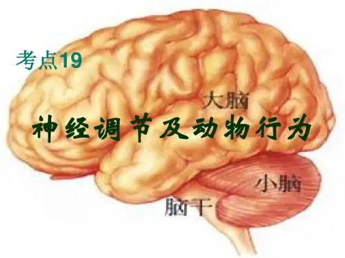 高三生物复习-   神经调节与动物的行为