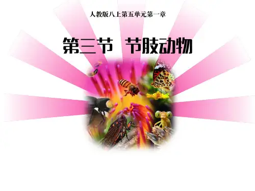 人教版八年级上册生物 第五单元第一章第三节《节肢动物》课件 (32张PPT)