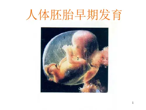 人体胚胎学概要精选幻灯片PPT课件
