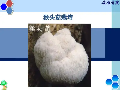 猴头菇栽培