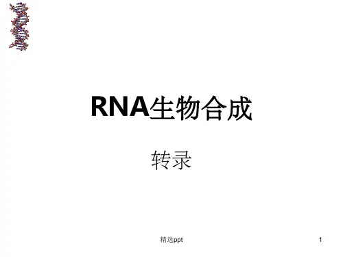 《RNA生物合成》PPT课件