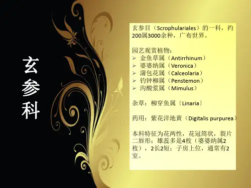 花卉学玄参科介绍