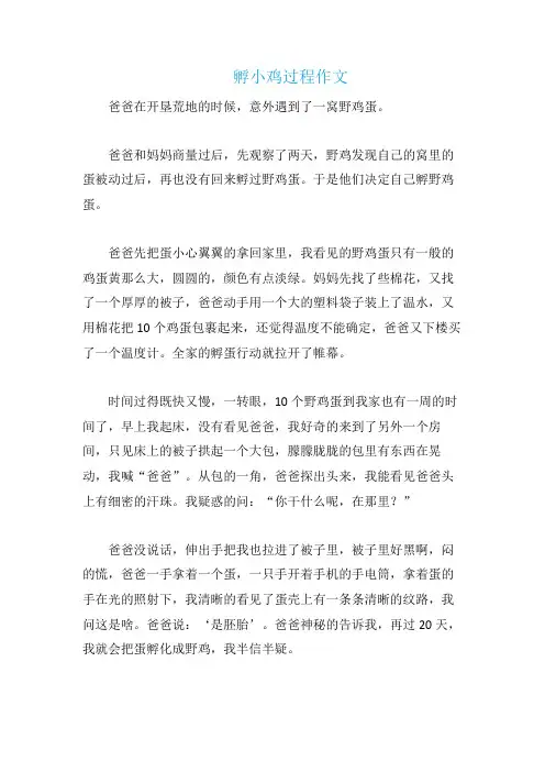 孵小鸡过程作文