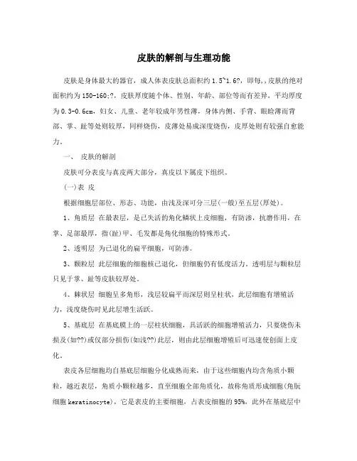 皮肤的解剖与生理功能