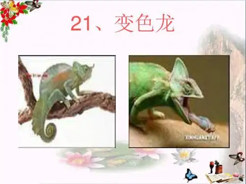 六年级科学上册变色龙ppt课件5青岛版