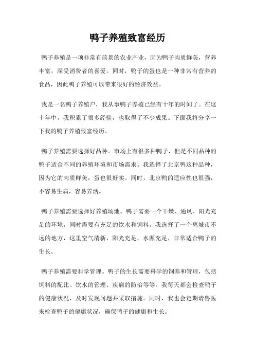 鸭子养殖致富经历