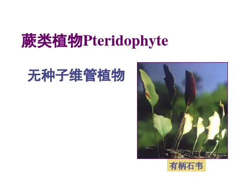 蕨类植物