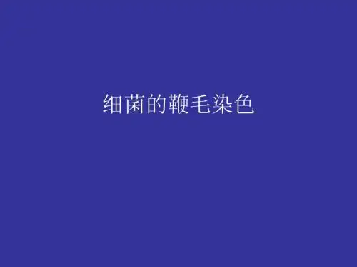 实验四_细菌的鞭毛染色