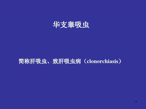 肝吸虫与蛔虫