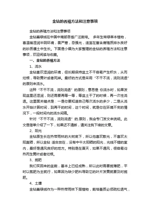 金钻的养殖方法和注意事项