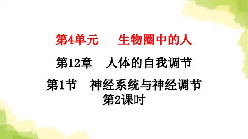 北师大版七年级生物下册第12章人体的自我调节第1节神经系统与神经调节第2课时课件