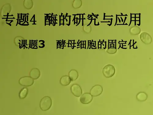 高中生物 专题4 酶的研究 《课题3   酵母细胞的固定化》课件ppt