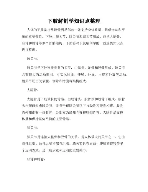 下肢解剖学知识点整理