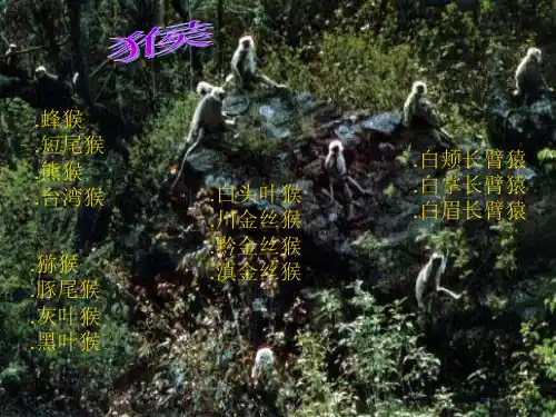 我国的珍稀动物分析课件