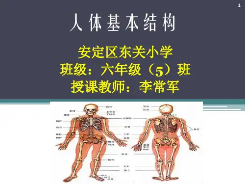 人体基本结构  ppt课件