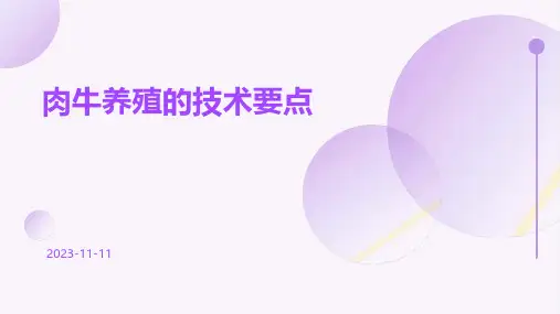 肉牛养殖的技术要点
