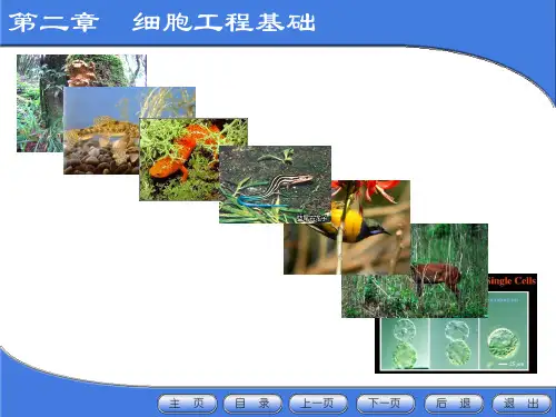 细胞工程-第二章 细胞工程基础上精品文档