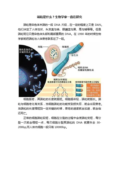 端粒是什么？生物学家一直在研究