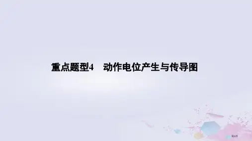 高考生物总复习重点题型4动作电位的产生与传导图省公开课一等奖百校联赛赛课微课获奖PPT课件