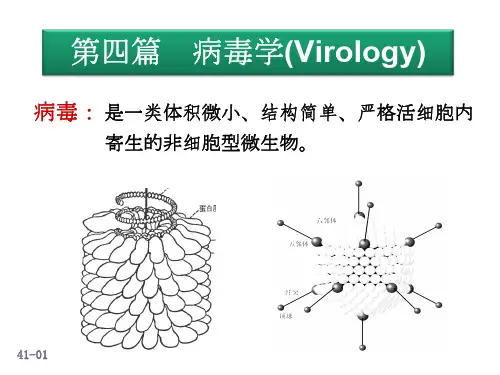 第四篇病毒学(Virology)