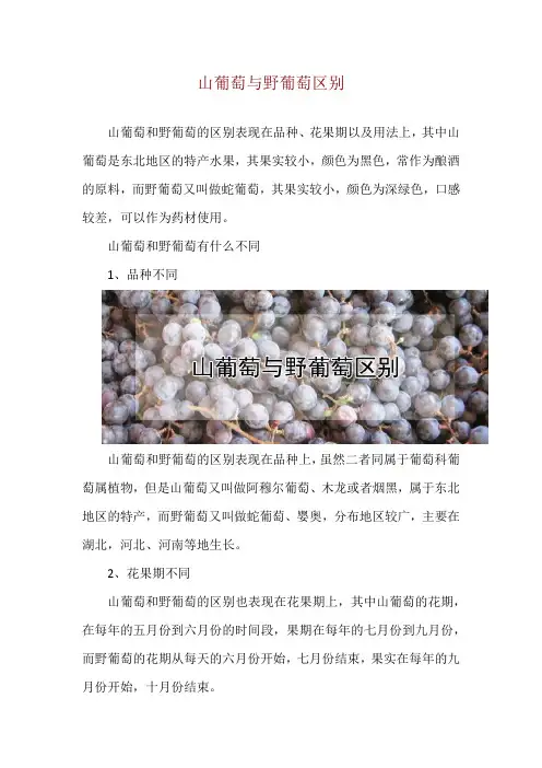山葡萄与野葡萄区别