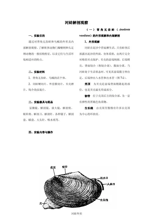 河蚌解剖及其他软体动物门