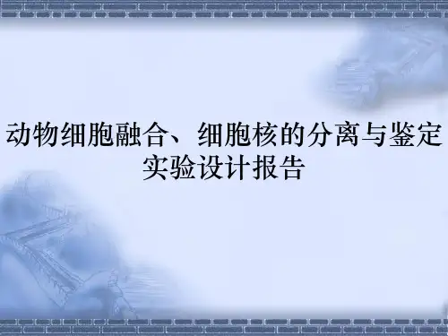 动物细胞融合、细胞核的分离与鉴定