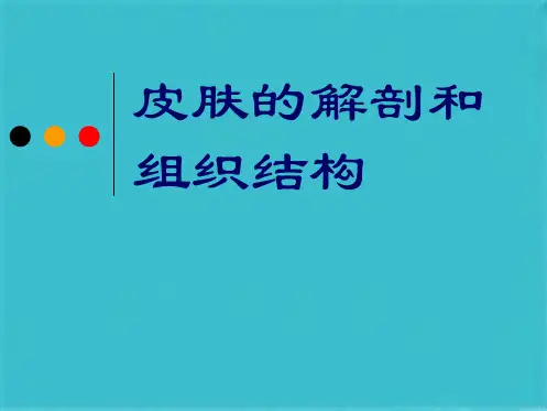 皮肤的解剖和组织结构(共71张PPT)
