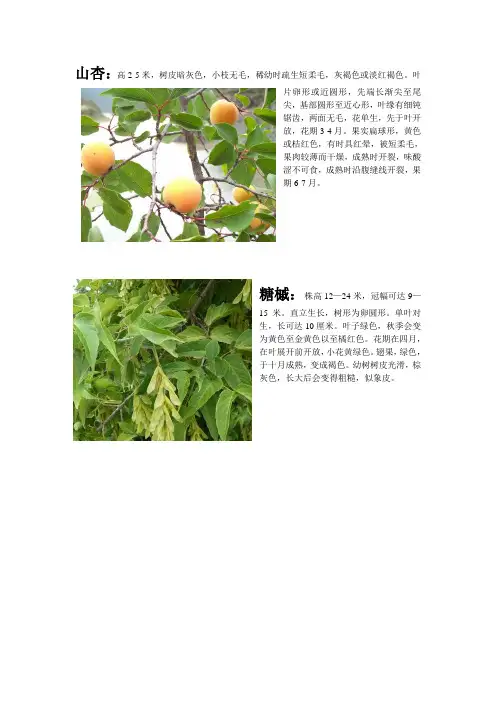 北方常用亚乔木图片及介绍