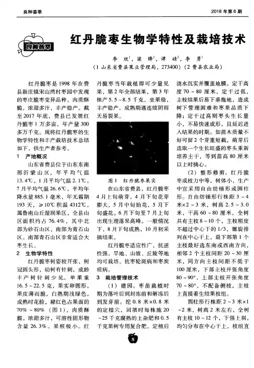 红丹脆枣生物学特性及栽培技术
