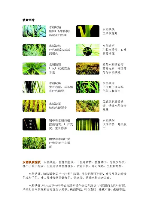 缺素图片