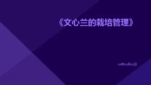 文心兰的栽培管理