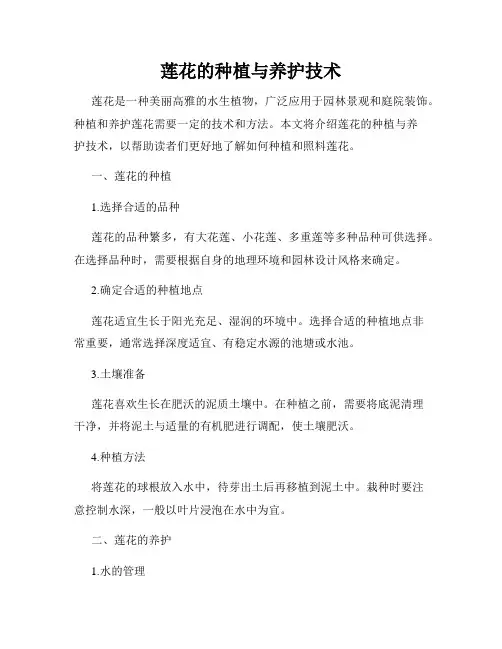 莲花的种植与养护技术