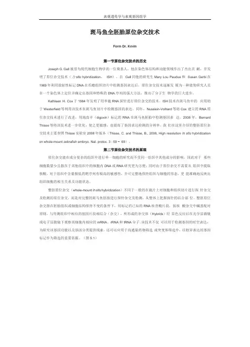 斑马鱼原位杂交试验方案